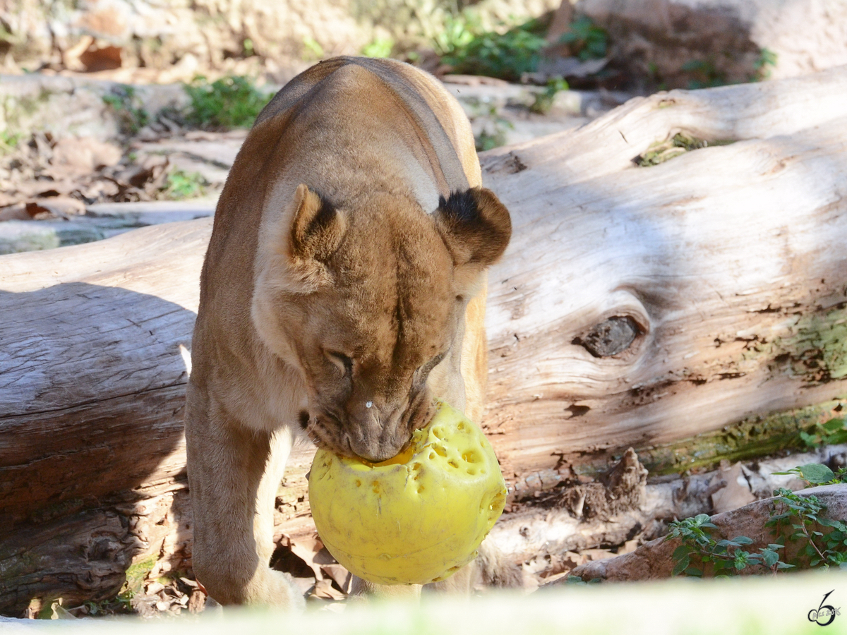 Der kleine Angolalwe versucht sich an einem Ballspiel. (Zoo Barcelona, Dezember 2011)