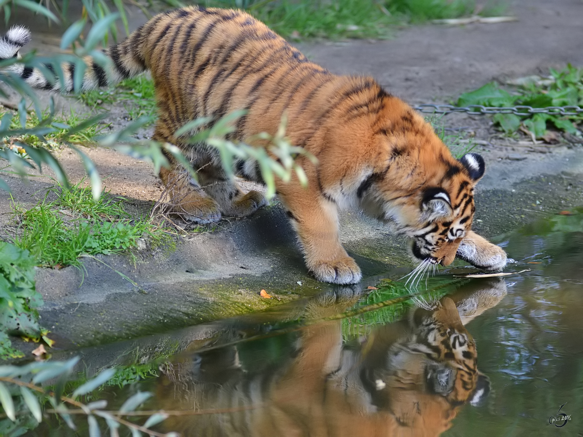 Der kleine Tiger entdeckt sein Spiegelbild. (Zoo Duisburg, Oktober 2011)