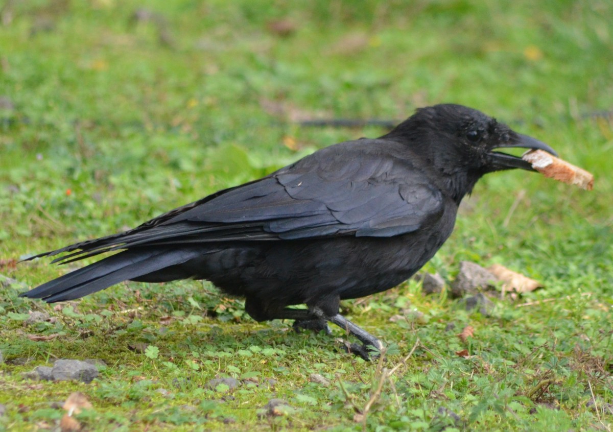 Der Kolkrabe ist mit einer Krperlnge von 54 bis 67 cm und einer Flgelspannweite von 115 bis 130 cm grer als ein Musebussard und der mit Abstand grte europische Rabenvogel. Bei  Neuwied am 26.09.2013 beobachtet.