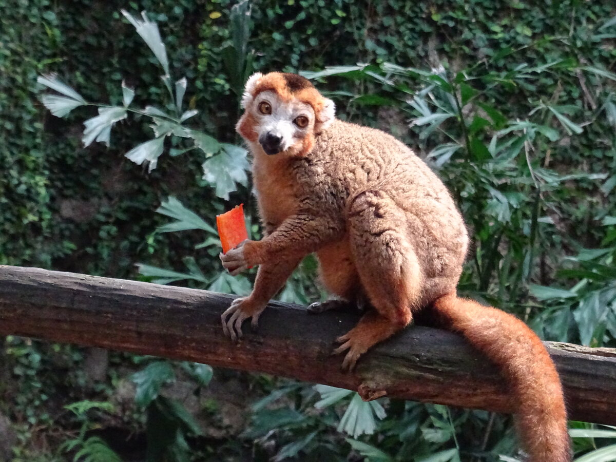 Der Kronenmaki (Eulemur coronatus) Clyde frisst im Gondwanaland des Zoo Leipzigs, 14.4.22