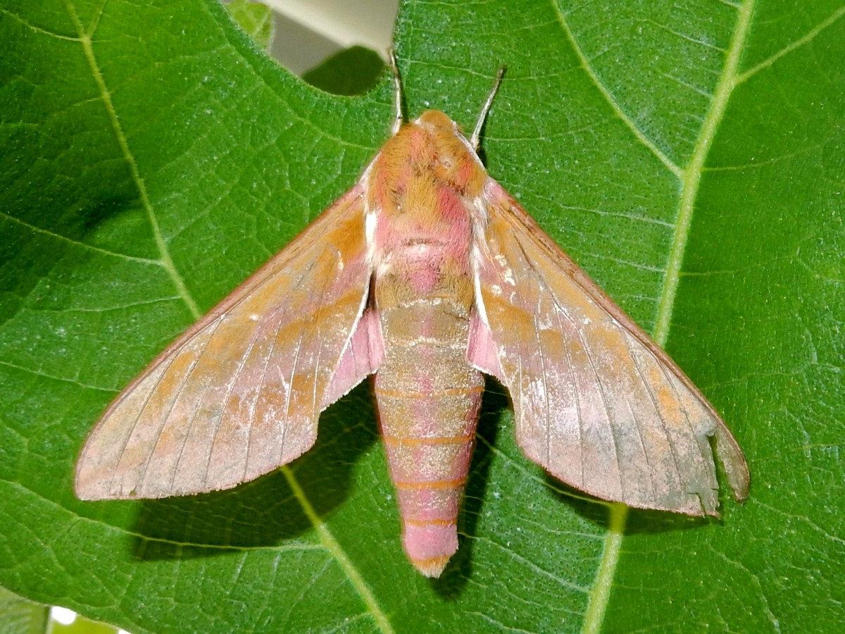 Der Mittlere Weinschwrmer (Deilephila elpenor) ist einer unserer schnsten Vertreter der Familie der Schwrmer - 05.07.2015