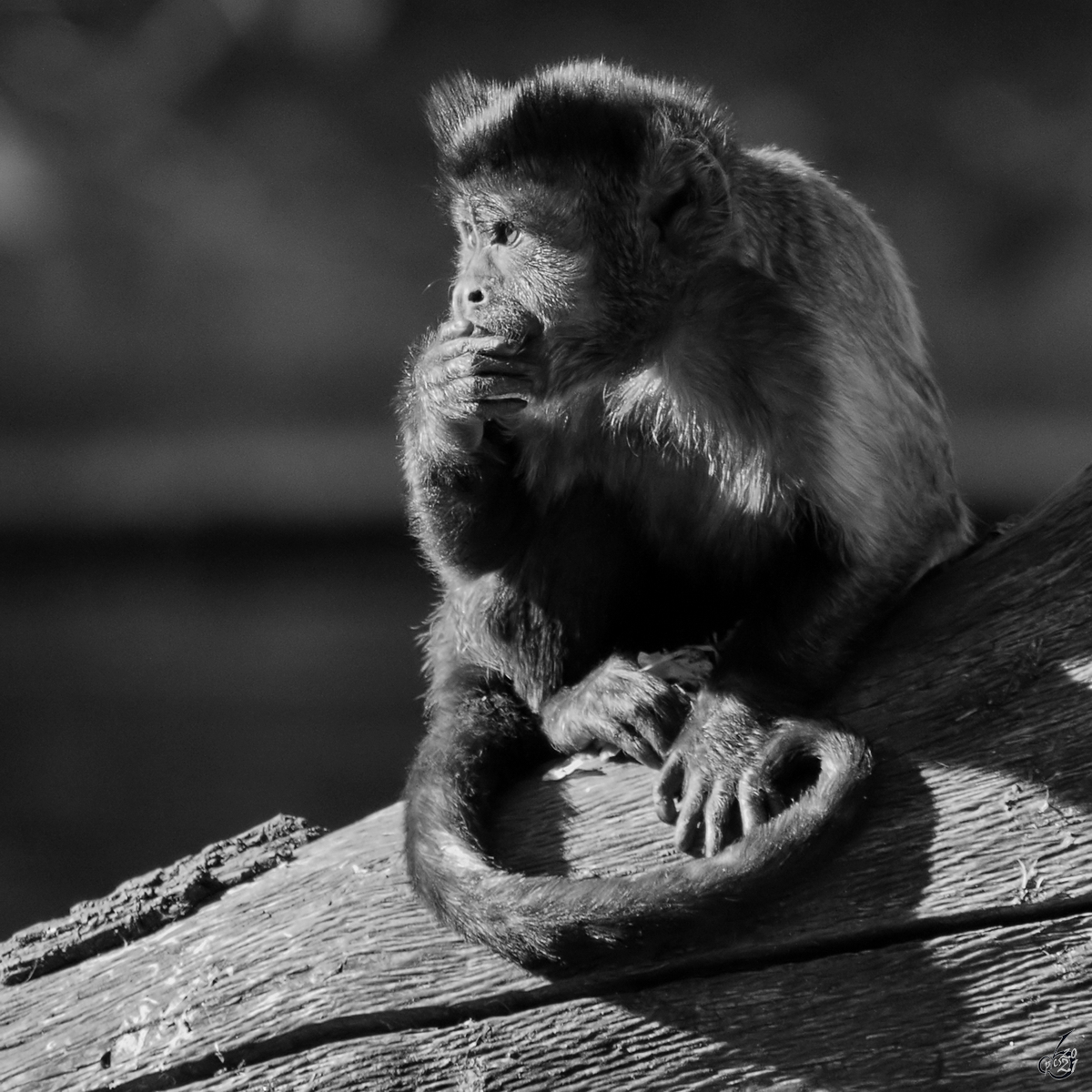 Der (Nach)denker, ein Kapuzinerffchen in intellektueller Pose. (Zoo Madrid, Dezember 2010)
