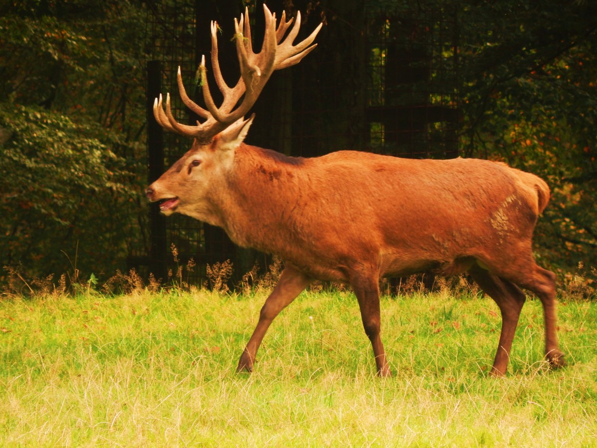  Der PLATZHIRSCH rhrt- und hlt seinen  Harem  in Schach- am 5.10.2014 im Wild-und Tierpark BAD MARIENBERG/WESTERWALD...Beeindruckend,so etwas live zu erleben...