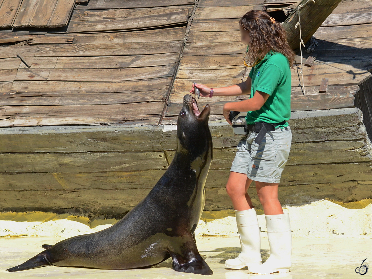 Der Seelwe bekommt nach einem erfolgreichen Kunststck seinen Belohnungssnack. (Zoo Madrid, Dezember 2010)