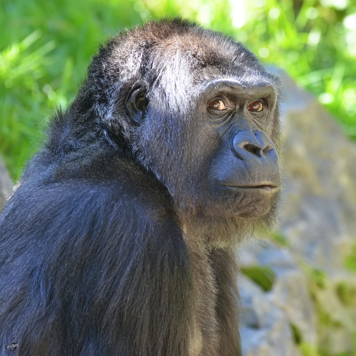 Der skeptische Bilck eines Gorillas. (Zoo Duisburg, Oktober 2011)