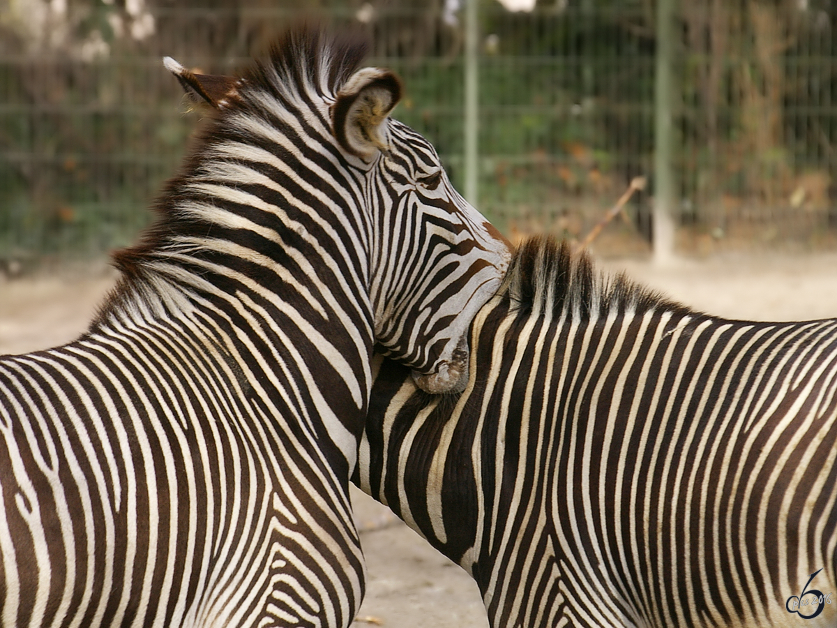 der spielerische Biss eines Zebras