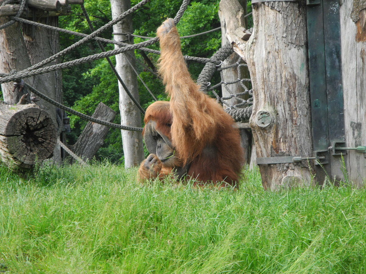 Der Sumatra-Orang-Utan (Pongo abelii)  Bimbo , schon 40 Jahre alt, im Zoo Leipzig am 12.6.2020