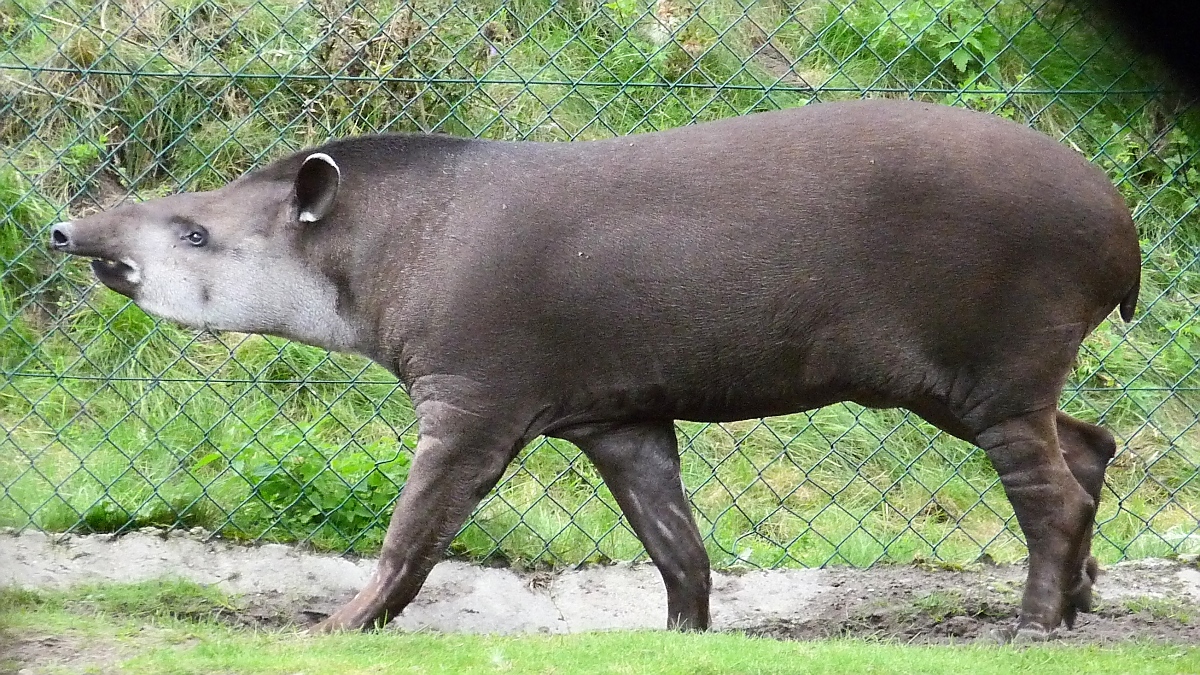Der Tapir - 
wird ganz irr -

weil sein Freund auf der anderen Seite des Zauns umher irrt...

Serengetipark, 9.9.15