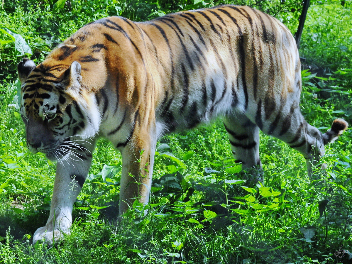 Der Tiger durschreift sein Revier. (Zoo Schwerin, Juli 2010)