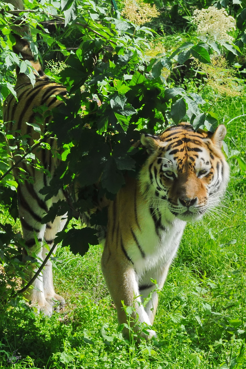 Der Tiger durschreift sein Revier. (Zoo Schwerin, Juli 2010)