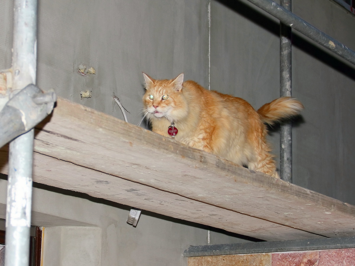 Der Weg vom Garagendach fhrte dann den Maine Coon Kater Tommy zum Gerst am Haus in Berlin Rudow am 22. August 2014.