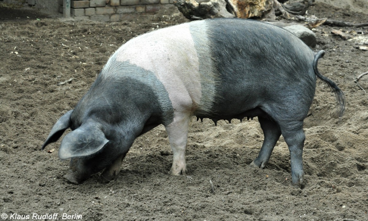 Deutsches Sattelschwein (Sus scrofa f. domestica) im Tierpark Cottbus (August 2015).