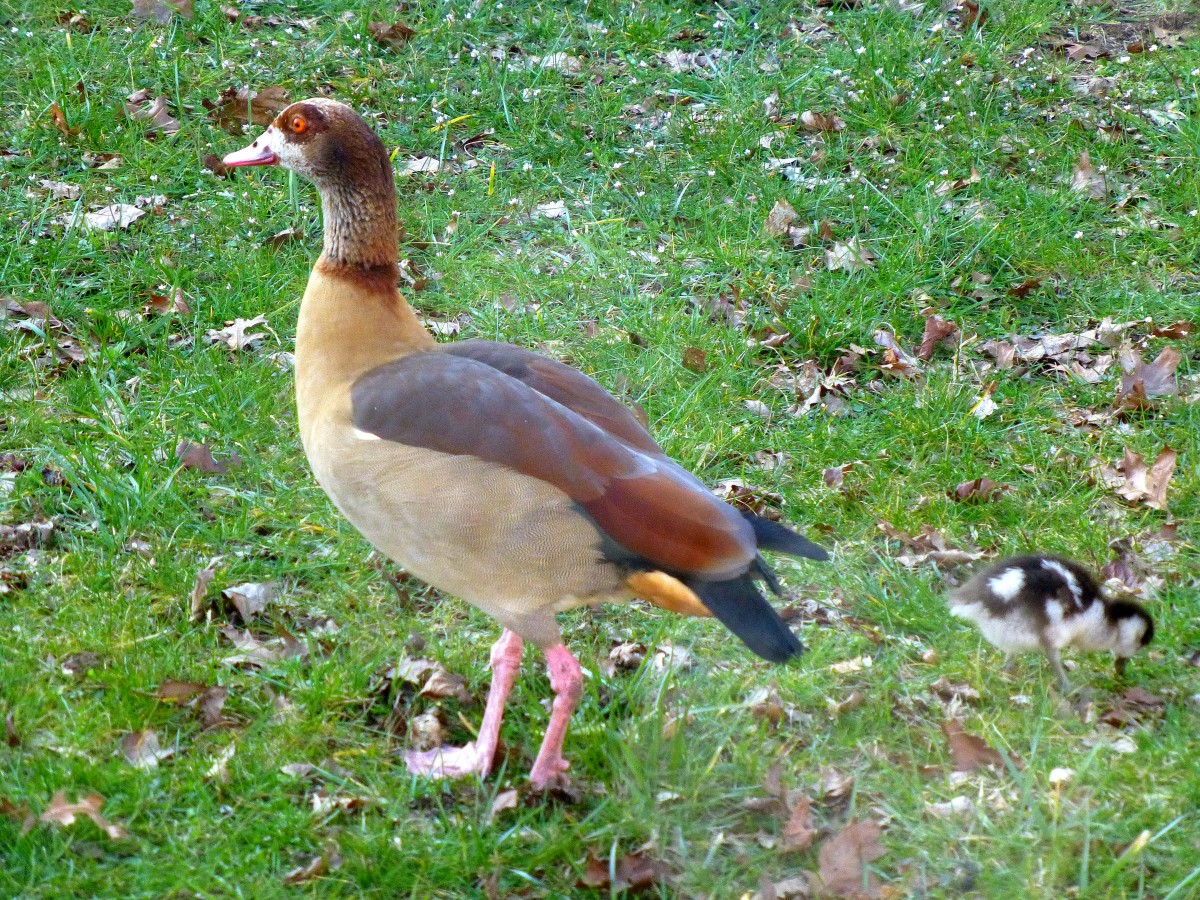 Deutschland, Saarbrcken, Nilgans samt Nachwuchs. 08.03.2014