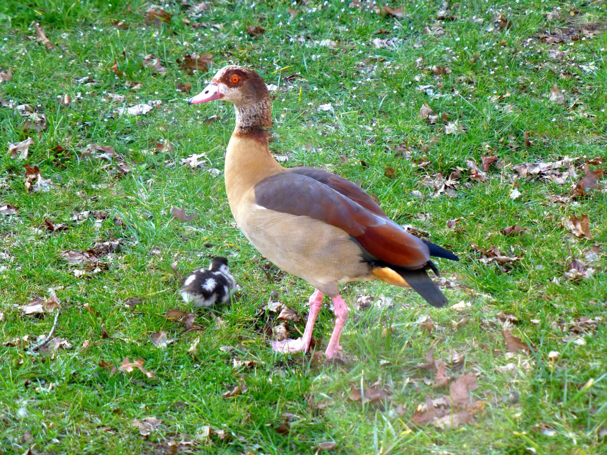 Deutschland, Saarbrcken, Nilgans samt Nachwuchs. 08.03.2014