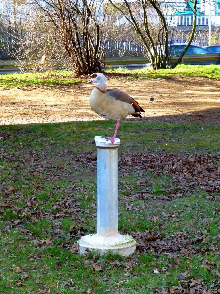 Deutschland, Saarbrcken, Nilgans berwacht den Nachwuchs. 08.03.2014