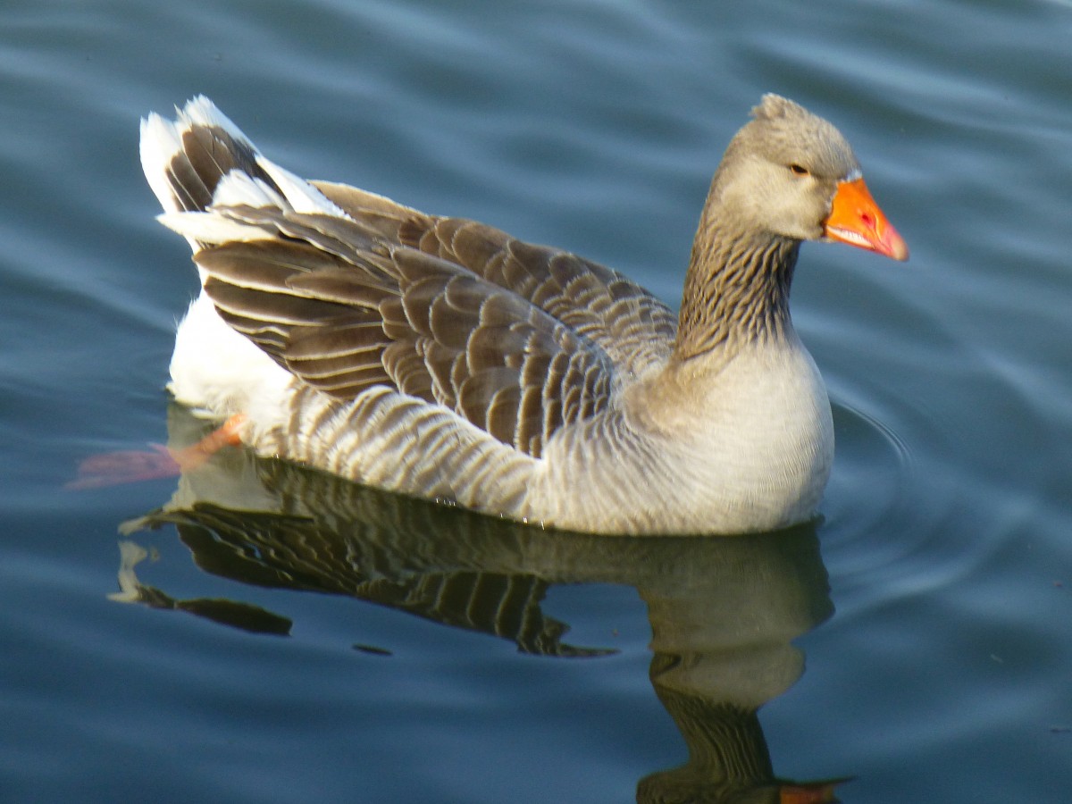 Deutschland, Saarkanal, Gdingen, Graugans auf der Saar. 08.03.2014