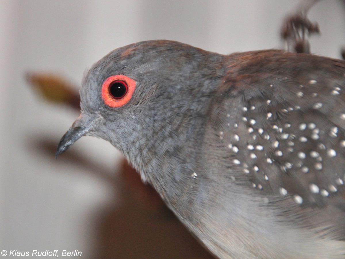 Diamanttubchen (Geopelia cuneata) auf der Landesvogelschau Recklinghausen (Januar 2014).