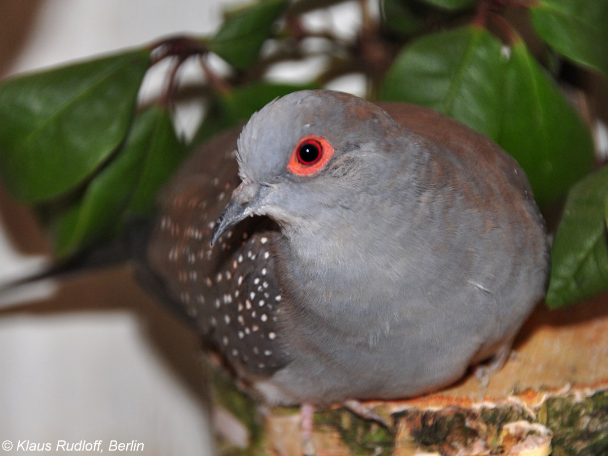 Diamanttubchen (Geopelia cuneata) auf der Landesvogelschau Recklinghausen (Januar 2014).