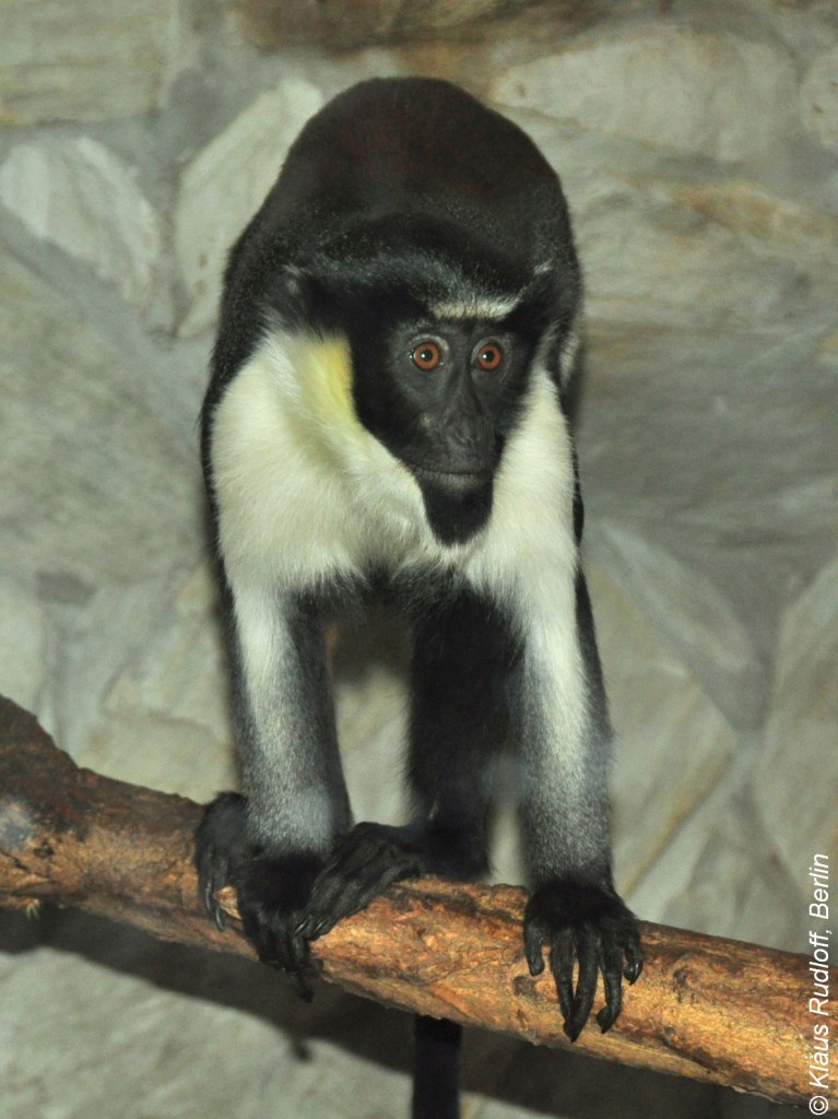 Dianameerkatze (cercopithecus diana) im Zoo Wroclaw (Breslau).