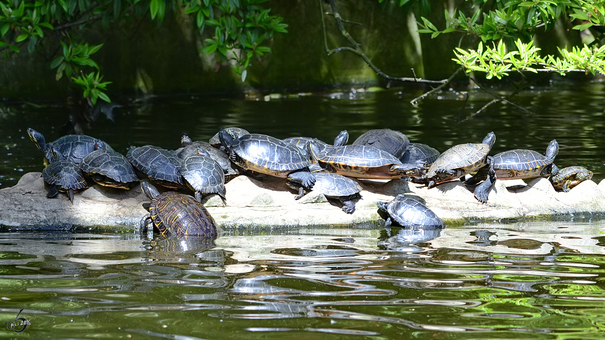 Dichtes Gedrnge auf der Sonnenbank. Gelbwangen-Schmuckschildkrten im Zoo Duisburg. (Juni 2013)