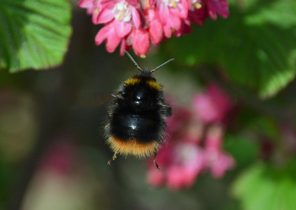 Dicke Hummel im Anflug auf Blte - 12.04.2015