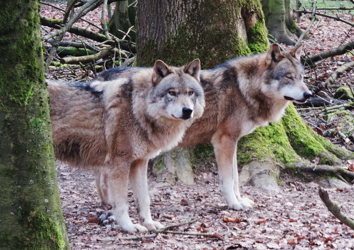 DIE 2 WOLFSRDEN IM TIERGARTEN WEILBURG/LAHN
Endlich hatte ich sie am 18.2.2019 mal beide vor der Linse,die zwei Wolfsrden im TIERGARTEN WEILBURG/LAHN...
Schon eine Weile vor der Ftterung durch den Tierpark-Frster drehten sie ihre Runden durch ihr Gehege.....
mit Dank und Gru ans FORSTAMT WEILBURG.....