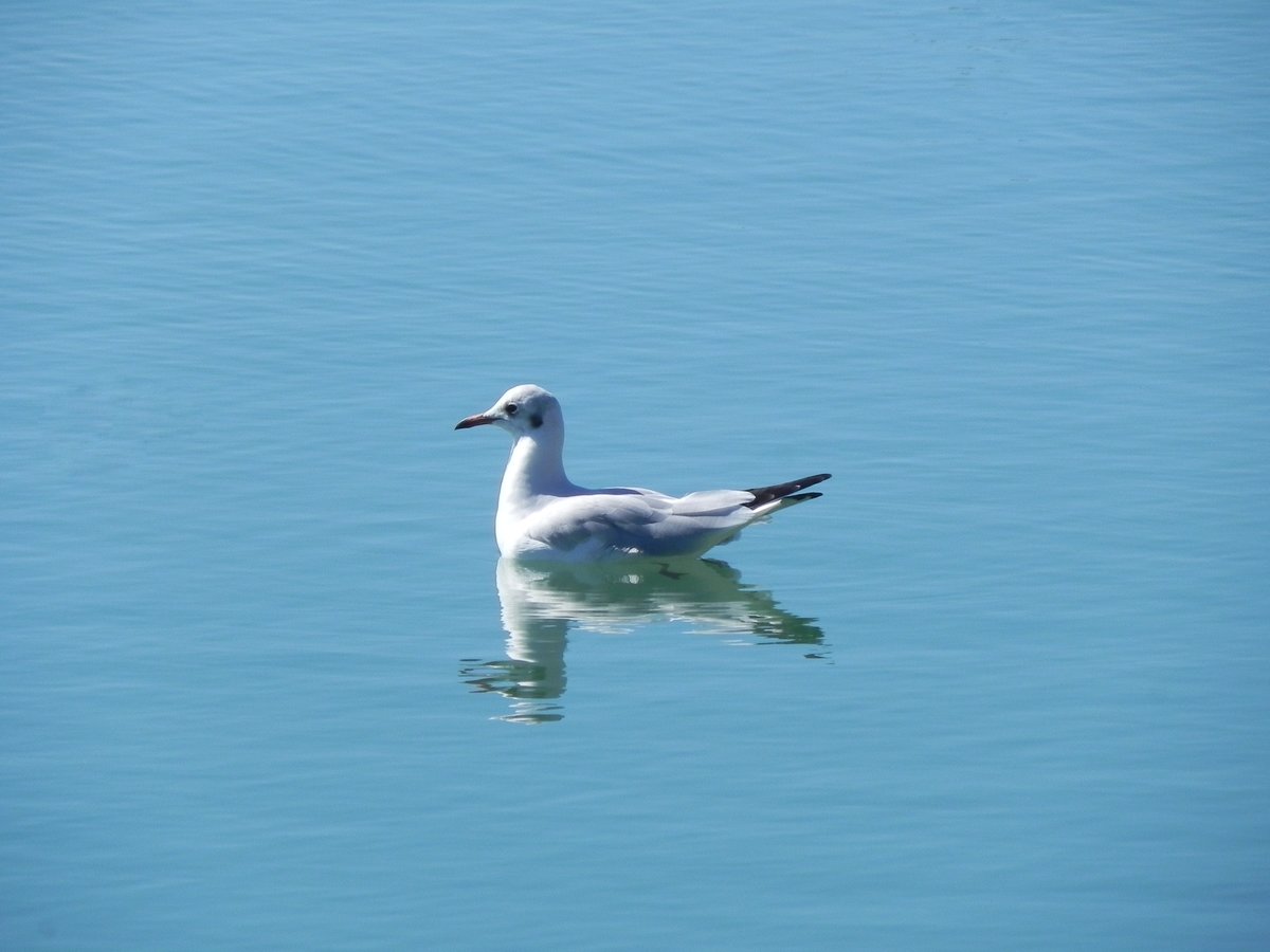 Die bei uns als Lachmwe bekannte kleine Mwenart (Chroicocephalus ridibundus) besiedelt eigentlich die nrdlichen Bereiche Europas, kommt aber immer hufiger auch an den Ksten Mittel- und Westeuropas vor. 17.09.2019