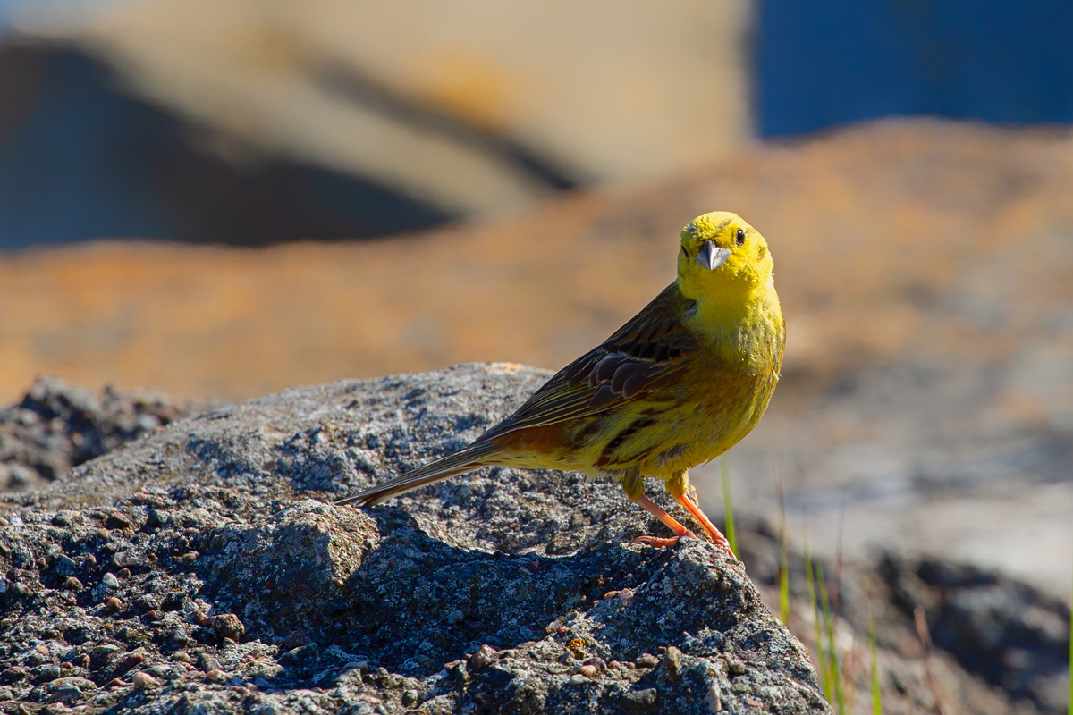 Die Beinchen dieser Goldammer werden von der Sonne so durchleuchtet, dass man fast glauben knnte, das Blut in den Adern fliessen zu sehen. - 16.07.2020
