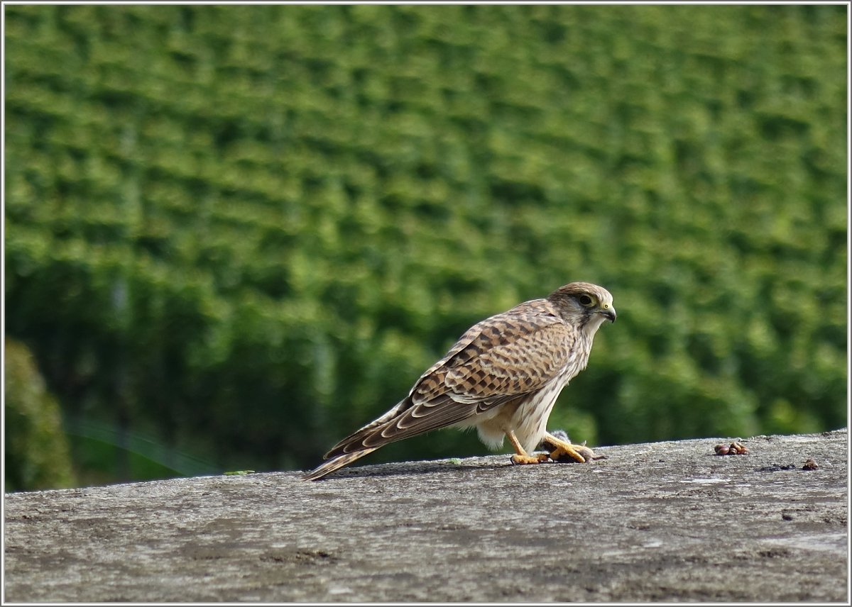 Die Beute - eine Maus - fest in der Kralle beobachtet der Turmfalke vor dem Verzehr seine Umgebung.
(18.09.2019, gesehen in der Nhe von Meersburg/Bodensee ) 