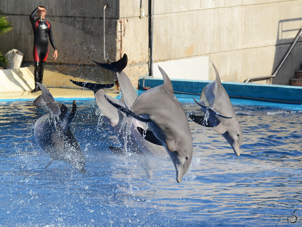 Die Delfin-Show im Zoo Madrid. (Dezember 2010)