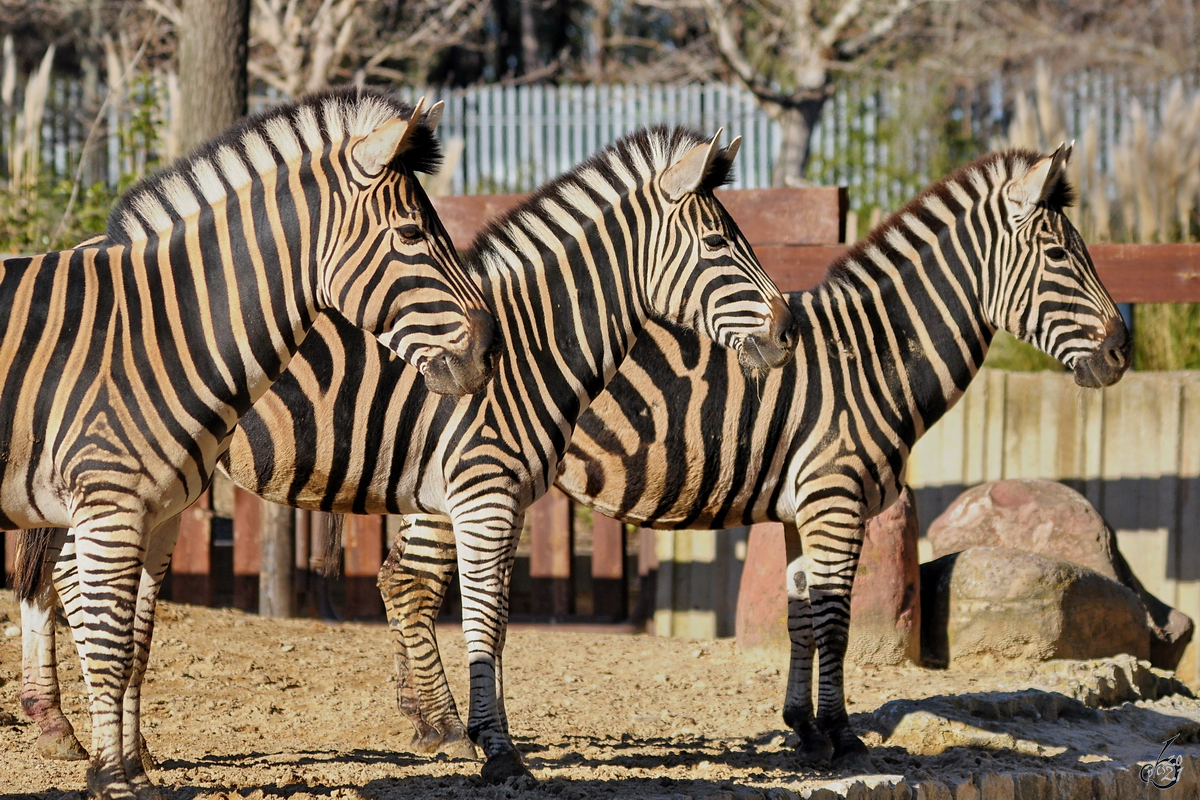 Die Drei von der... hhm vom Zoo, in Reih und Glied standen diese Zebras Mitte Dezember 2010 im Zoo Madrid.