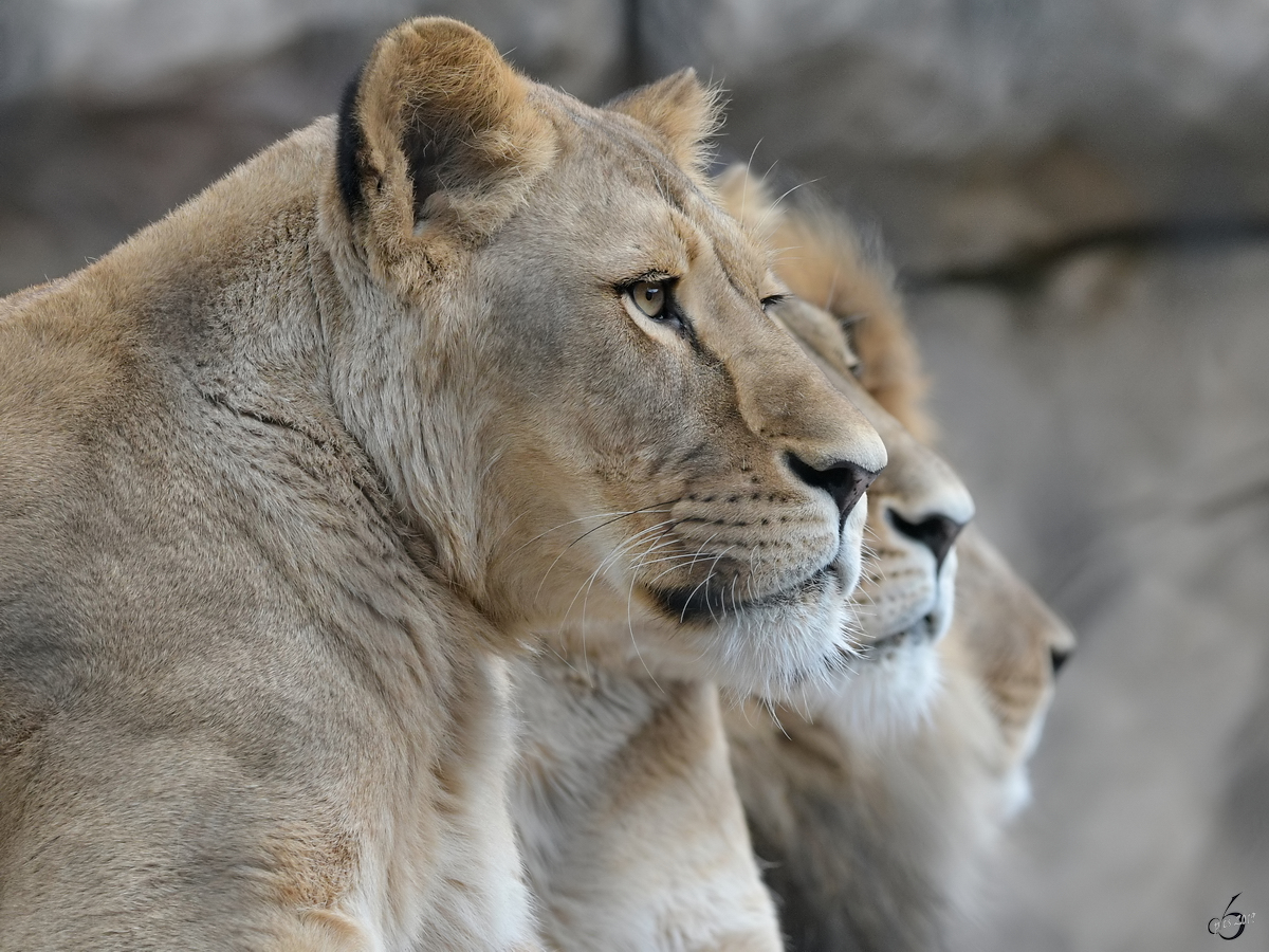 Die Drei von der Tankstelle? Lwen ruhen sich Anfang April 2017 im Zoo Dresden aus.