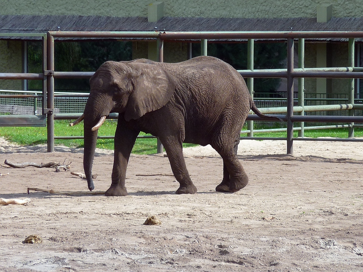 Die Elefantendamen leben getrennt vom Bullen in einem deutlich greren Gehege im Serengetipark, 9.9.15