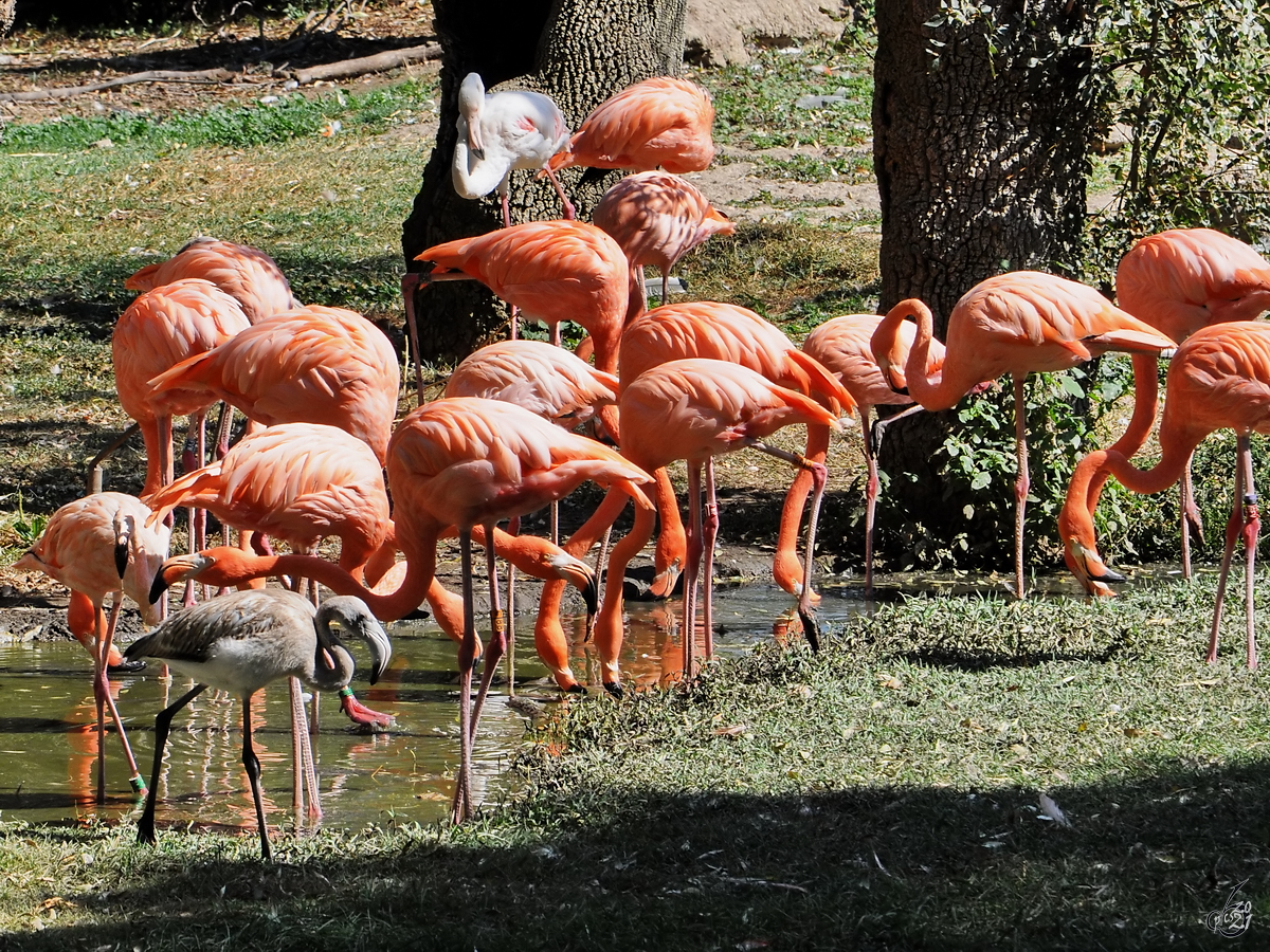 Die Flamingo-Kolonie im Zoo Madrid. (Dezember 2010)