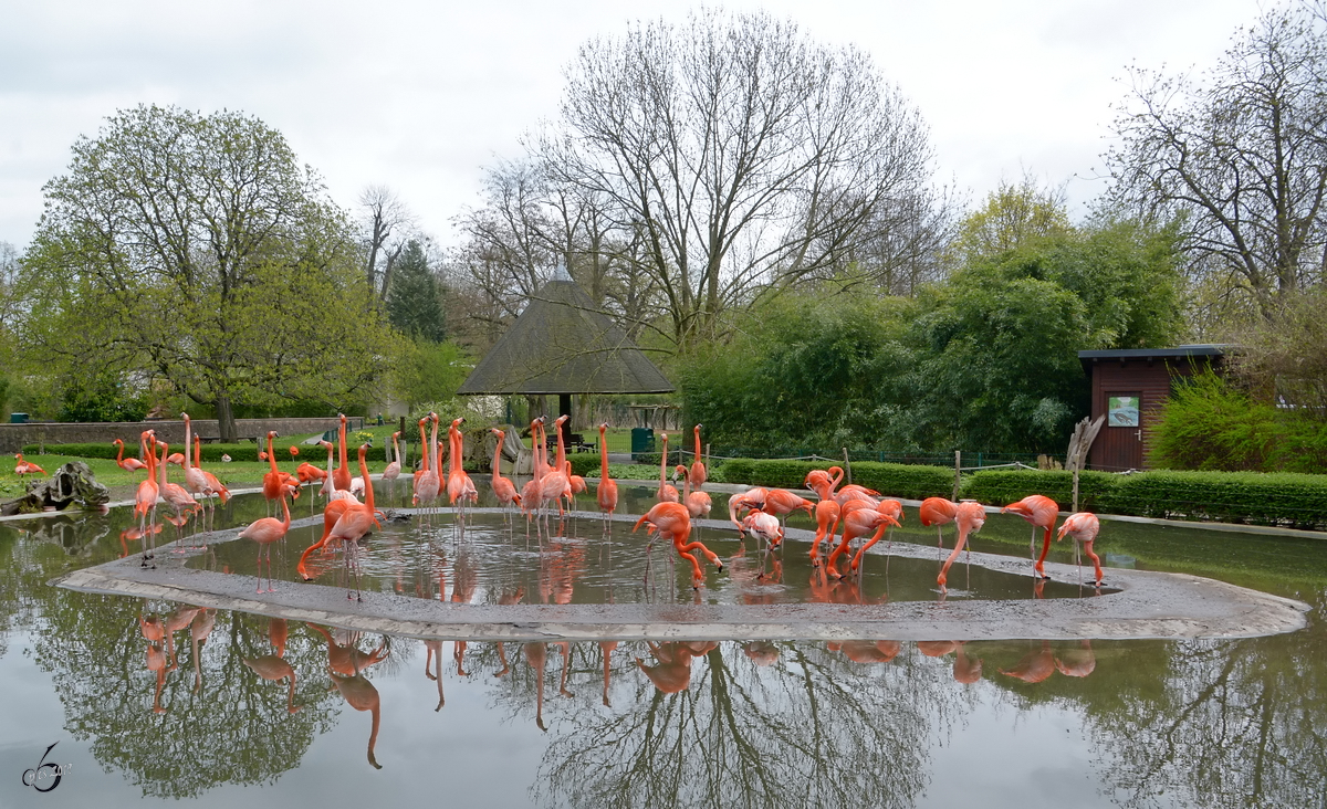 Die Flamingokolonie im Zoo Dresden.