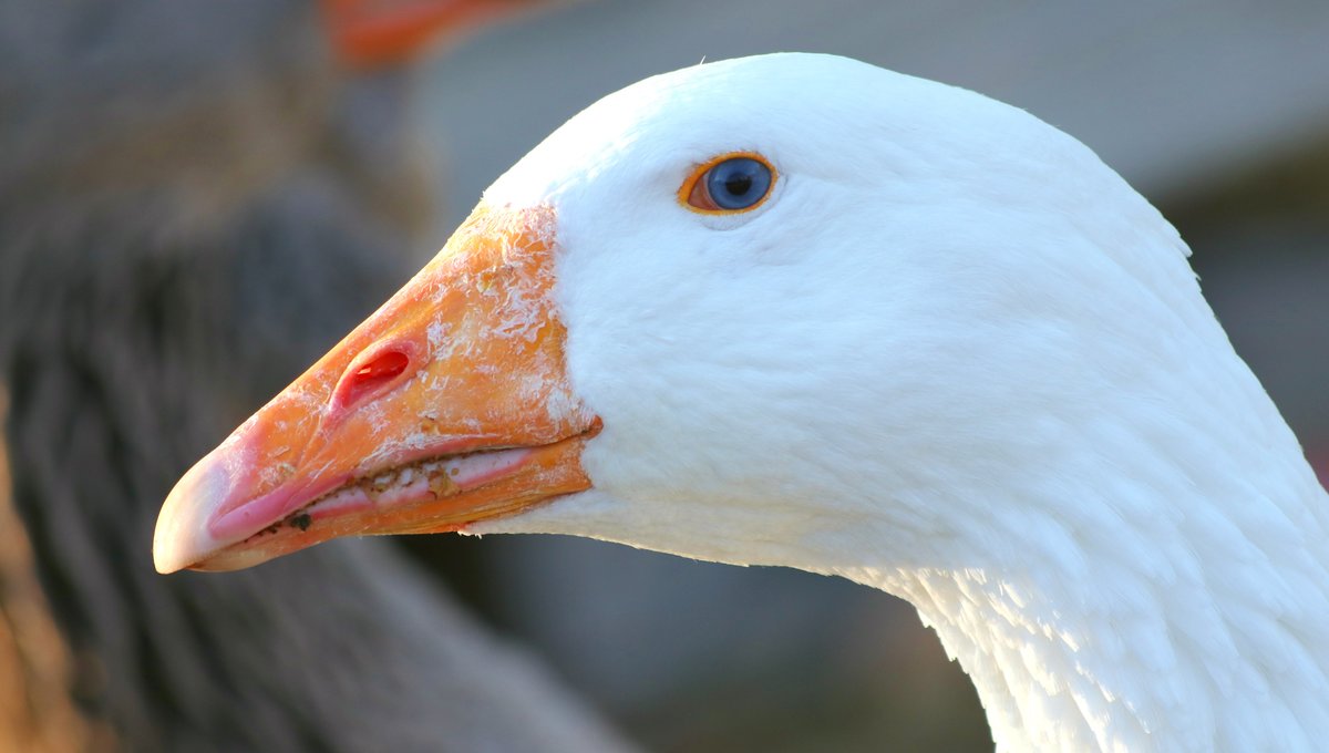 Die Gans beobachtete mich sehr genau, als ich mich ihr nherte. Aufgenommen bei Murrhardt, am 8.10.18.
 