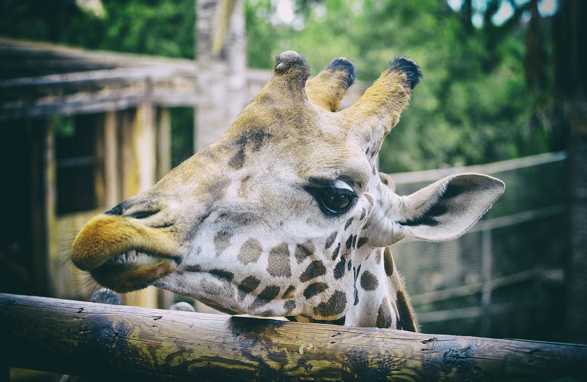 Die Giraffen (Giraffa) sind eine Gattung der Sugetiere aus der Ordnung der Paarhufer. Mnnchen (Bullen) werden bis zu 6 Meter hoch und wiegen durchschnittlich rund 1600 Kilogramm. Weibchen (Khe) werden bis zu 4,5 Meter hoch und wiegen etwa 830 Kilogramm bei einer Schulterhhe zwischen 2 und 3,5 Metern.
Aufnahme: 20. Oktober 2017.