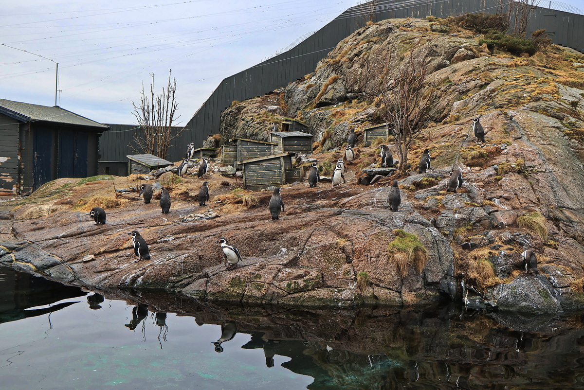 Die Insel der Pinguine im Atlantic Sea Park von lesund am 19. Februar 2024.