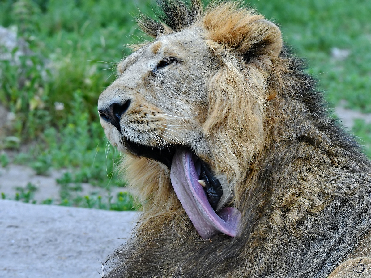 Die laaaange Zunge eines Asiatischen Lwen. (Zoo Aalborg, Juni 2018)