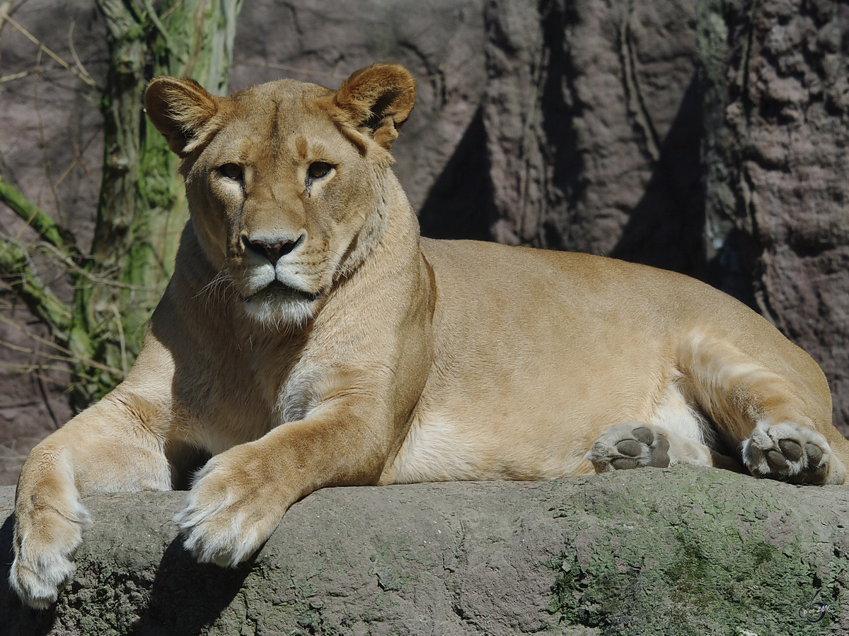 Die Löwendame gönnt sich etwas Ruhe. (April 2009)