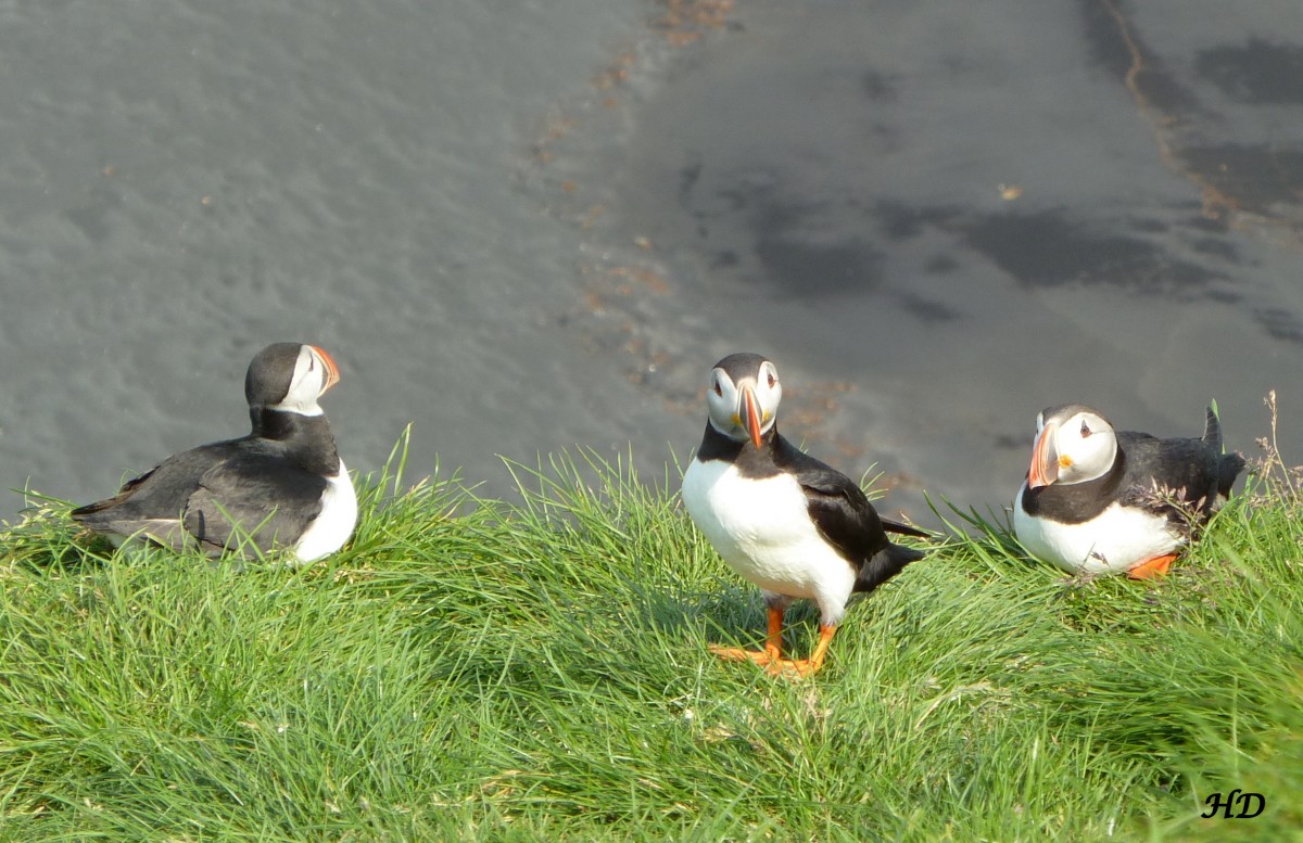 Die Papageitaucher brtet in Erdhhlen an und auf Klippen. Der grte Bestand ist auf Island zu finden, wo dieses Foto im August 2013 aufgenommen wurde.