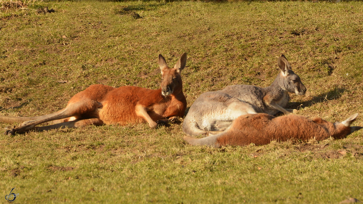 Die Riesenkängurus im Zoo Dortmund gönnen sich ein kleines Sonnenbad. (Februar 2015)