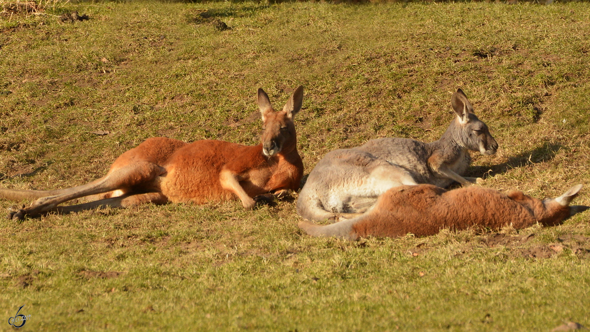 Die Riesenkngurus im Zoo Dortmund gnnen sich ein kleines Sonnenbad. (Februar 2015)