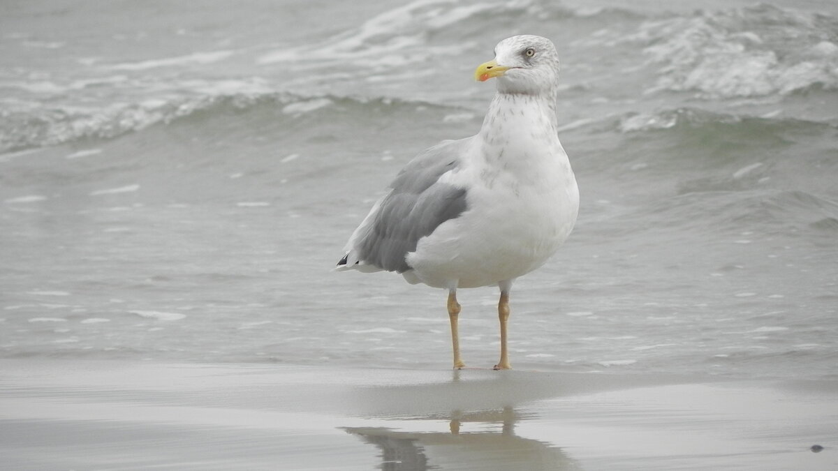 Die Silbermwe (Larus Argentatus) am 03.10.21 am Strand von Binz auf Rgen.