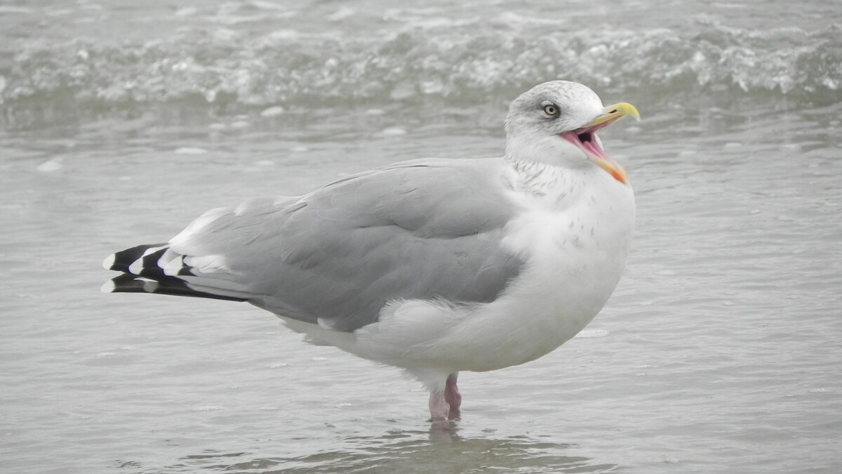 Die Silbermwe (Larus Argentatus) am 03.10.21 am Strand von Binz auf Rgen.