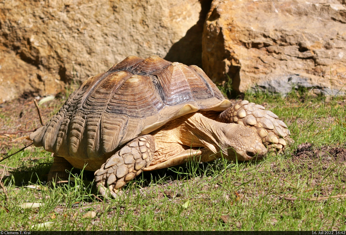 Die Spornschildkrten (Centrochelys sulcata) fhlen sich in ihrem neuen Allwetter-Gehege wohl.
Fotografiert im Zoo Aschersleben.

🕓 16.7.2022 | 16:42 Uhr