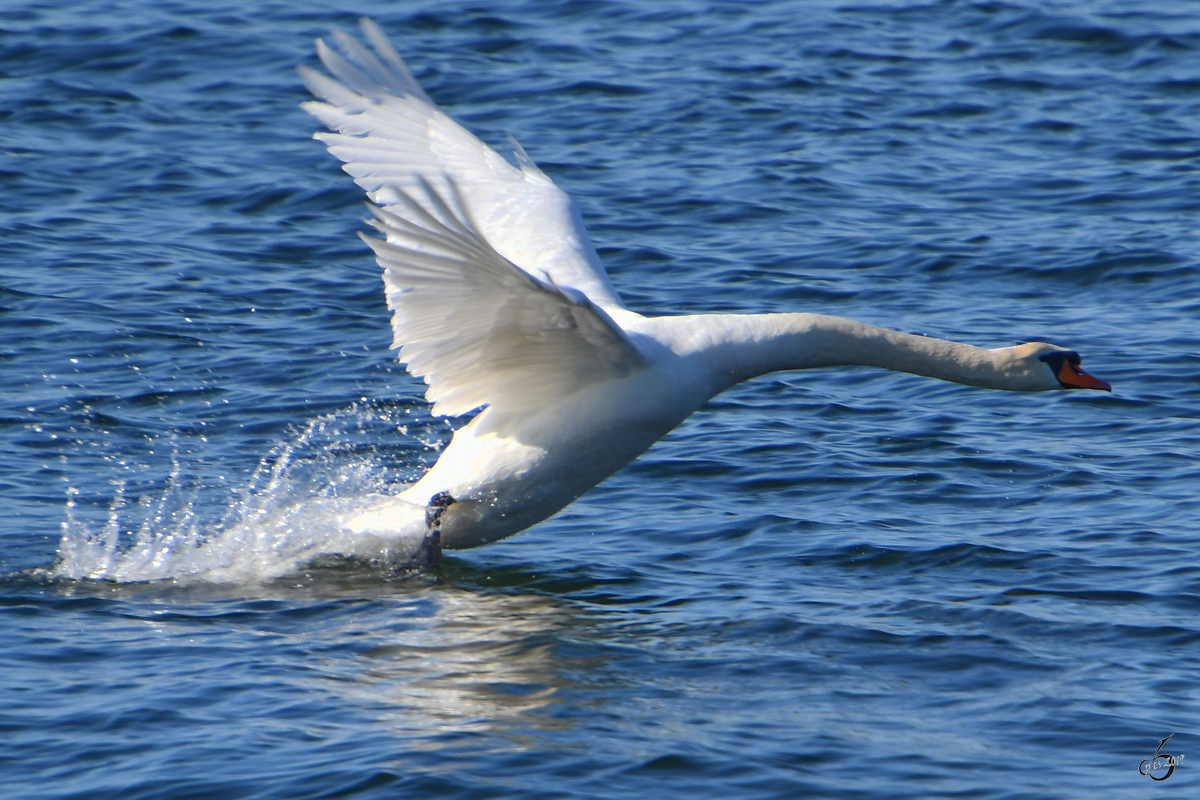 Die Startgeschwindigkeit ist fast erreicht und der Schwan erhebt sich aus dem kalten Wasser. (Priwall, April 2019)