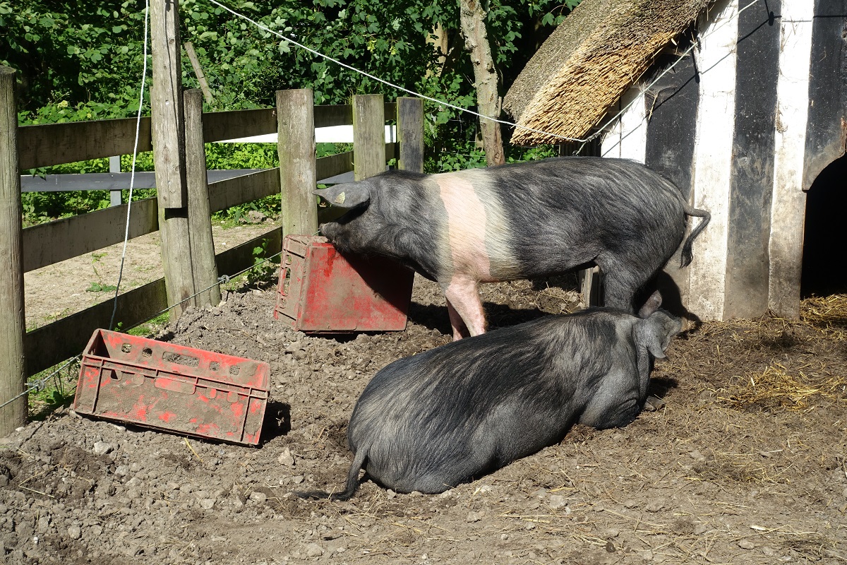 Die Swatbunten (Angler Sattelschwein), gesehen am 27.6.2019 auf einem Zuchthof in Kappeln /