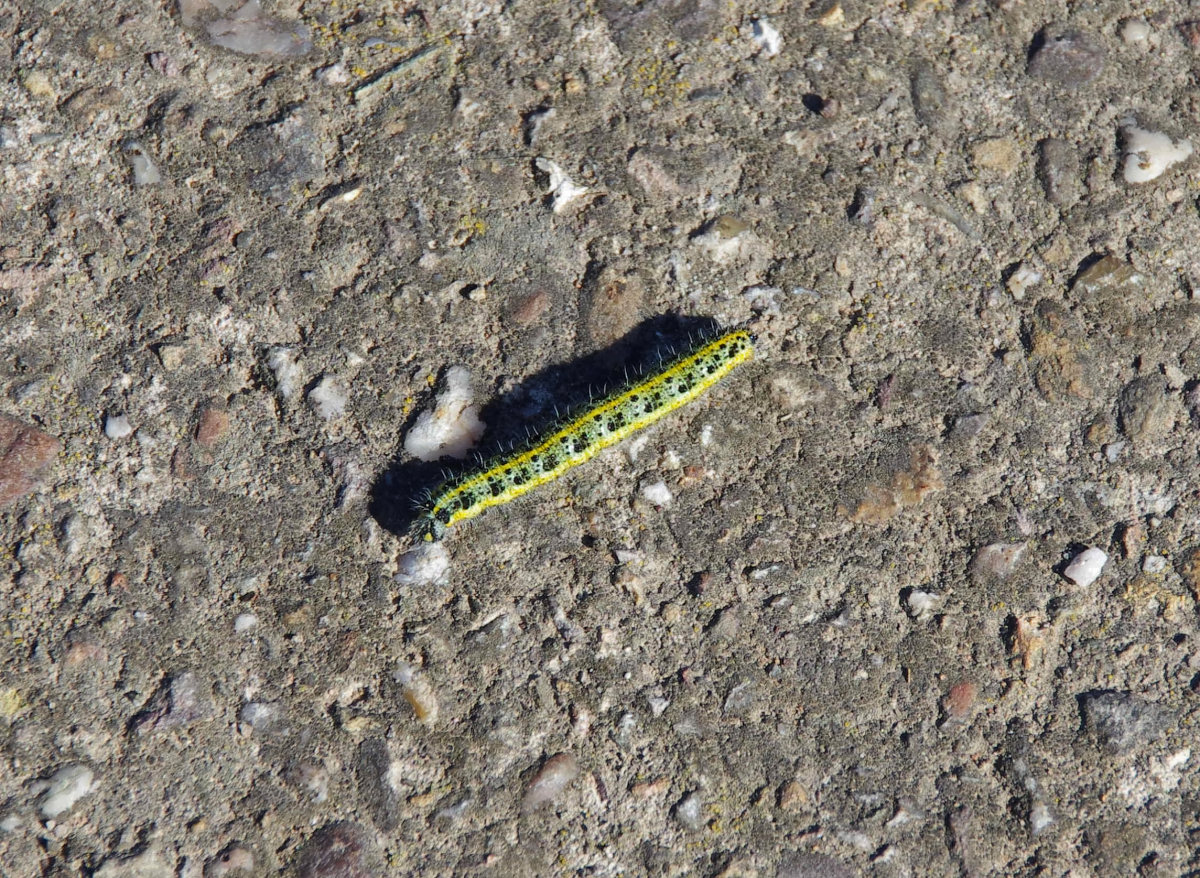 Die warme Herbstsonne lockte am 16.10.2016 diese Raupe eines Kohlweilings auf einen Feldwirtschaftsweg.