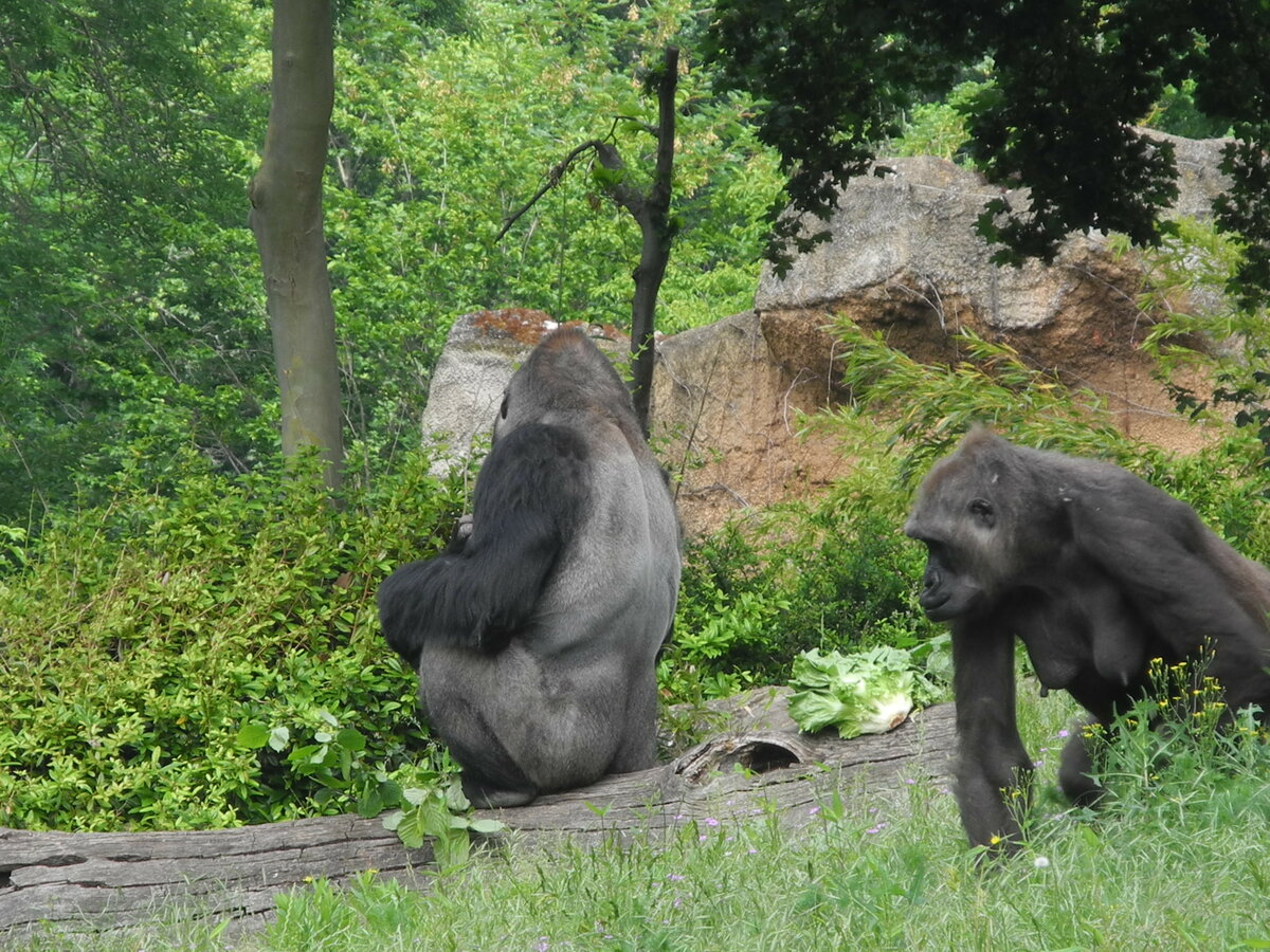 Die Westlichen Flachlandgorillas (gorilla gorilla gorilla)  Abeeku  und  Kumili  im Pongoland, Zoo Leipzig am 12.6.20